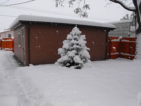 snow-bk-yard10-09