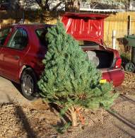 Christmas Tree